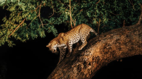 Night_Safaris