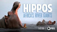 Hippos__Africa_s_River_Giants