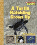 A_turtle_hatchling_grows_up