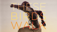 These_Birds_Walk