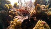 Saving_the_ocean_collection__Scourge_of_the_Lionfish