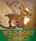 Wild_goat