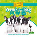 French_bulldog_puppies