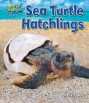 Sea_turtle_hatchlings