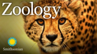 Zoology__Understanding_the_Animal_World