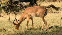 African_Herbivores_And_Antelopes